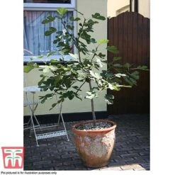 Fig 'Chelsea' (Standard) -Garden Plants Shop FIG T56489 E