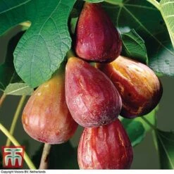 Fig 'Brown Turkey' Standard -Garden Plants Shop FIGB DWW3594 A