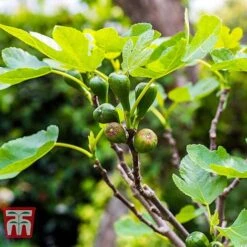 Fig 'Brown Turkey' Standard -Garden Plants Shop FIGB DWW3594 C