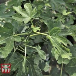 Fig 'Brown Turkey' Standard -Garden Plants Shop FIGB DWW3594 D