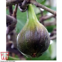 Fig 'Brown Turkey' Standard -Garden Plants Shop FIGB DWW3594 E
