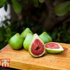 Fig 'Dalmatie' 7 Fig 'Dalmatie' -Garden Plants Shop FIGS T80281 C