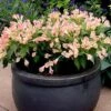 Weigela All Summer Peach -Garden Plants Shop FLSWEI34239
