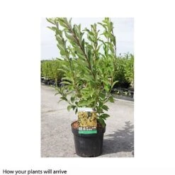 Forsythia X Intermedia 'Week-End' -Garden Plants Shop FORS T66217 B h