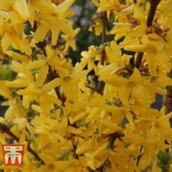 Forsythia X Intermedia 'Week-End' -Garden Plants Shop FORS T66217 C