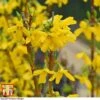 Forsythia X Intermedia 'Week-End' 1 Forsythia X Intermedia 'Week-End' -Garden Plants Shop FORS T66217 E