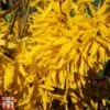 Forsythia X Intermedia 'Lynwood Variety' -Garden Plants Shop FORS TKA1897 A