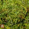 Rhamnus Frangula 'Asplenifolia' -Garden Plants Shop FRAN T66222 A