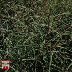 Rhamnus Frangula 'Asplenifolia' -Garden Plants Shop FRAN T66222 C