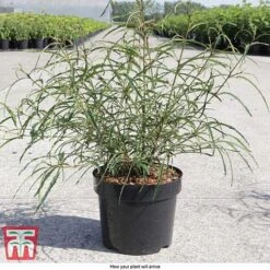 Rhamnus Frangula 'Asplenifolia' -Garden Plants Shop FRAN T66222 D