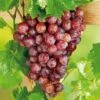 Grape 'Flame' (Grafted) -Garden Plants Shop FRGRA32772