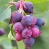 Saskatoon Berry -Garden Plants Shop FRSAS34423