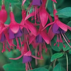 Fuchsia 'Tom Thumb' (Hardy) -Garden Plants Shop FUCH T57754 A h