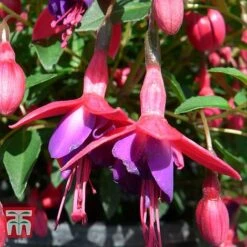 Fuchsia 'Tom Thumb' (Hardy) -Garden Plants Shop FUCH T57754 B