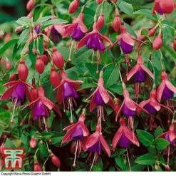 Fuchsia 'Tom Thumb' (Hardy) -Garden Plants Shop FUCH T57754 D