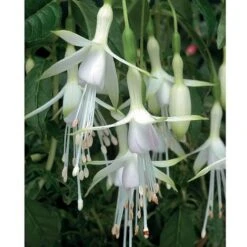 Fuchsia 'Hawkshead' (Hardy) 8 Fuchsia 'Hawkshead' (Hardy) -Garden Plants Shop FUCH T65133 B h