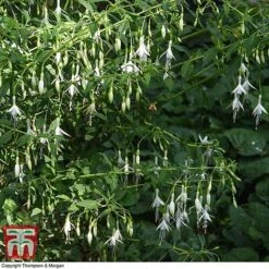 Fuchsia 'Hawkshead' (Hardy) 10 Fuchsia 'Hawkshead' (Hardy) -Garden Plants Shop FUCH T65133 C