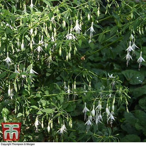 Fuchsia 'Hawkshead' (Hardy) 6 Fuchsia 'Hawkshead' (Hardy) - Image 4