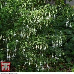 Fuchsia 'Hawkshead' (Hardy) 11 Fuchsia 'Hawkshead' (Hardy) -Garden Plants Shop FUCH T65133 D