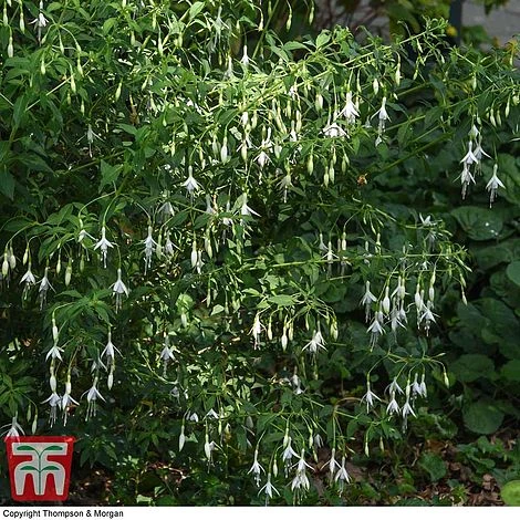 Fuchsia 'Hawkshead' (Hardy) 7 Fuchsia 'Hawkshead' (Hardy) - Image 5