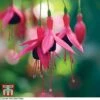 Fuchsia 'Riccartonii' (Hardy) -Garden Plants Shop FUCH TKA5317 A