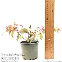 Fuchsia 'Tom Thumb' (Hardy) -Garden Plants Shop FUCH TOMTH10CM T49944