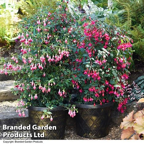 Fuchsia Whip Trio 4 Fuchsia Whip Trio - Image 2