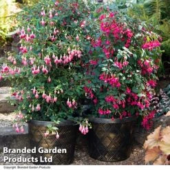 Fuchsia Whip Trio 9 Fuchsia Whip Trio -Garden Plants Shop FUCH WHIPCOLL T41434