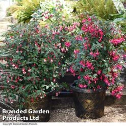 Fuchsia Whip Trio 10 Fuchsia Whip Trio -Garden Plants Shop FUCH WHIPCOLL T41436