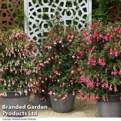 Fuchsia Whip Trio 11 Fuchsia Whip Trio -Garden Plants Shop FUCH WHIPTRIO T44433