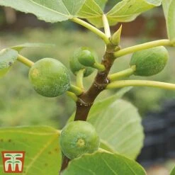 Mediterranean Fruit Collection -Garden Plants Shop Fig21