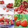 Strawberry Collection -Garden Plants Shop Fruit Strawberry Collection