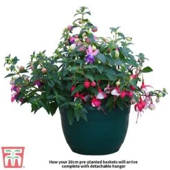 Fuchsia Trailing Pre-Planted Basket -Garden Plants Shop Fuchsia
