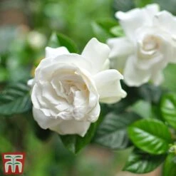 Gardenia 'Deluxe' -Garden Plants Shop GARD TKA2913 B