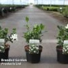 Gardenia Jasminoides 'Double Diamonds' 1 Gardenia Jasminoides 'Double Diamonds' -Garden Plants Shop GARD DBLDIAMON S45653
