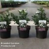 Gardenia Jasminoides 'Sweet Star' -Garden Plants Shop GARD SWEETSTAR S45654