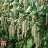 Garrya Elliptica -Garden Plants Shop GARR T44294 B