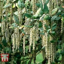 Garrya Elliptica