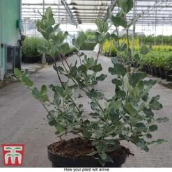 Garrya Elliptica -Garden Plants Shop GARR T44294 E