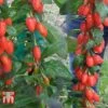 Goji Berry 'Big Lifeberry' 2 Goji Berry 'Big Lifeberry' -Garden Plants Shop GOJI T66347 A1