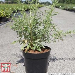 Goji Berry 'Sweet Lifeberry' -Garden Plants Shop GOJI T66348 F