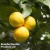 Grapefruit Plant -Garden Plants Shop GRAPEFRUIT KC5367 A
