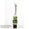 Grape 'Golden Champion' -Garden Plants Shop GRAP GOLDENCHA S48999