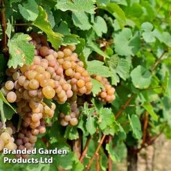 Grape 'Trio Mix' -Garden Plants Shop GRAP PINOTGRIS W509901