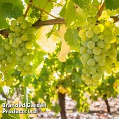 Grape 'Trio Mix' -Garden Plants Shop GRAP SAUVIGNON W509912