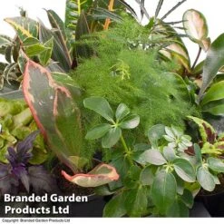 Green Houseplant Starter Mix -Garden Plants Shop GREE HOUS KF0875 A
