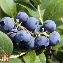 Grow Your Own Bumper Pack -Garden Plants Shop GROW WKB9279 D