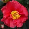 Camellia Japonica 'Guilio Nuccio' -Garden Plants Shop GUIK 26827 A1
