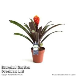 Guzmania 'Tala' -Garden Plants Shop GUZM TALA12CM T49236
