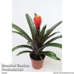 Guzmania 'Tala' -Garden Plants Shop GUZM TALA12CM W48356